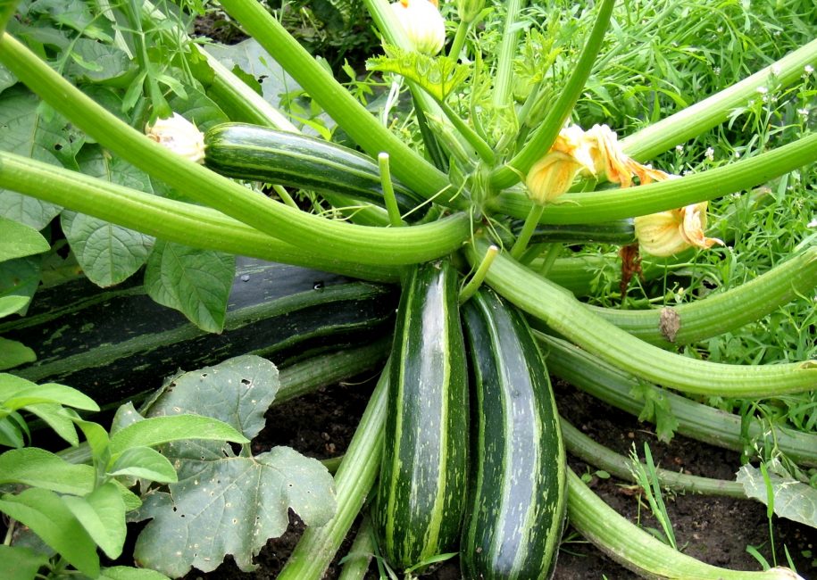 Variété de courgette Force égyptienne