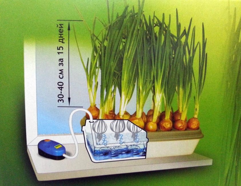 Culture hydroponique : le moyen le plus rapide et le plus simple de faire pousser des oignons plumes