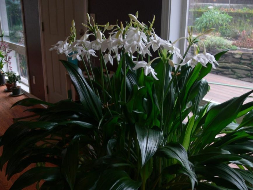 Eucharis blanc sur la fenêtre nord