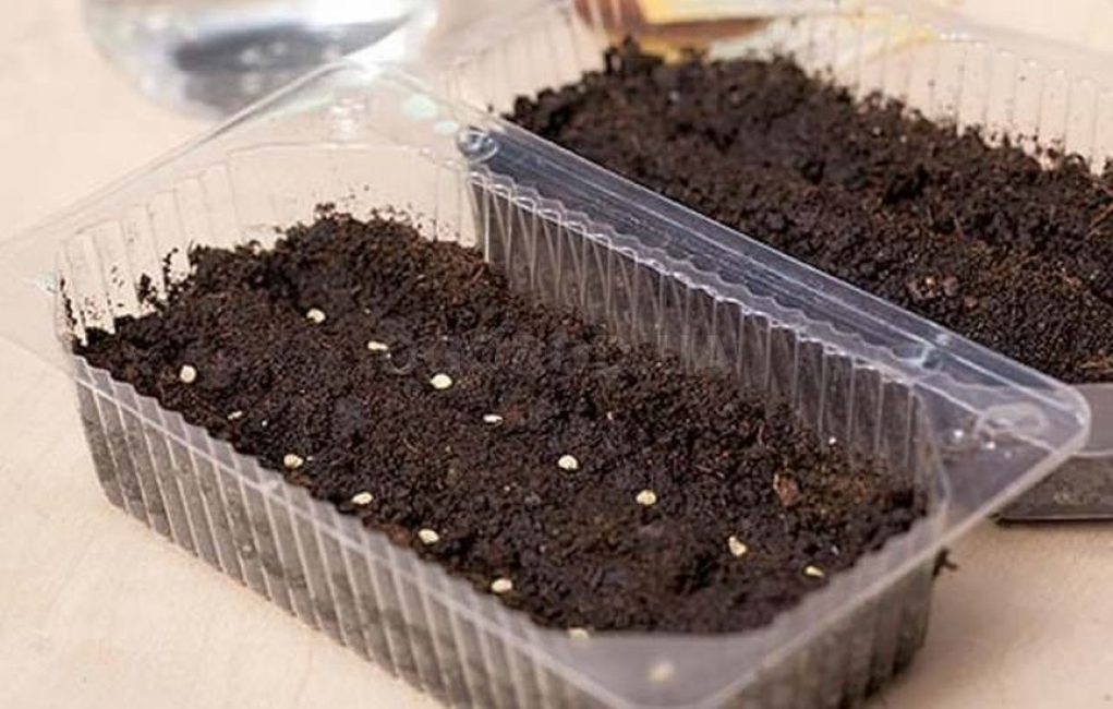 Les graines peuvent être semées dans des récipients prêts à l'emploi remplis de terre fertile. Le mélange nutritionnel peut être acheté dans un magasin spécialisé.