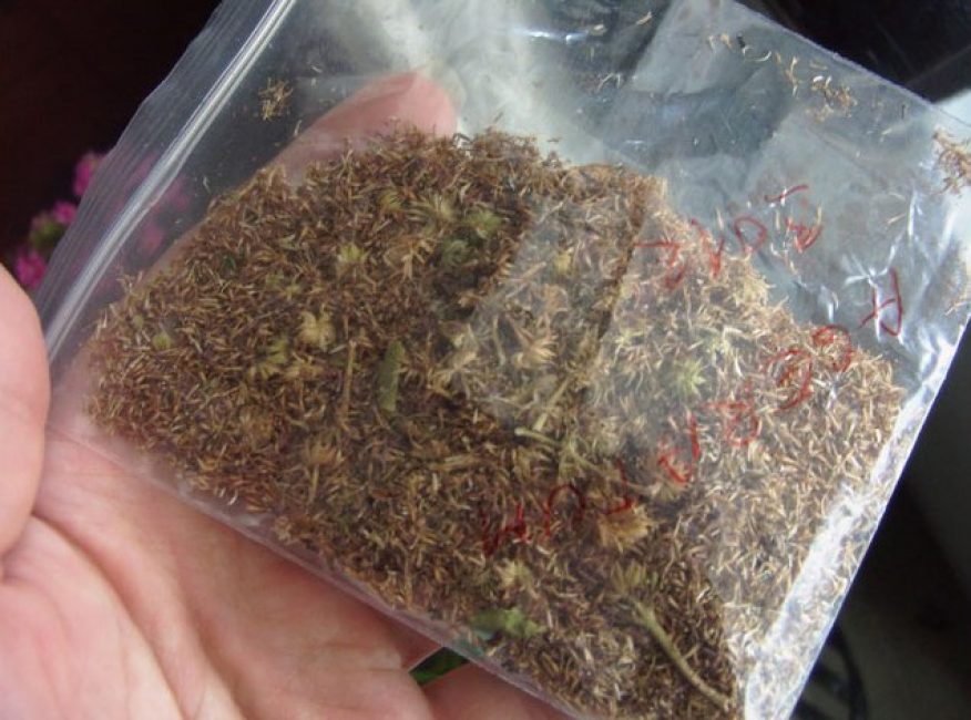 Les graines sont allongées, petites, de couleur brun clair.