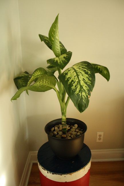 Maison Dieffenbachia
