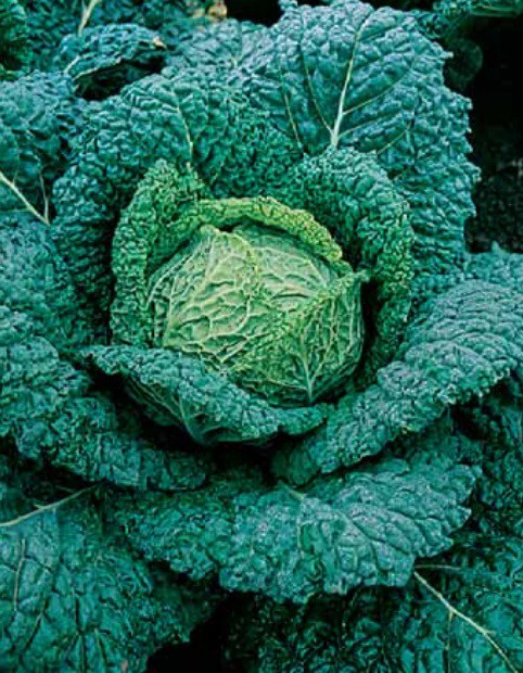 vertu de chou de Milan