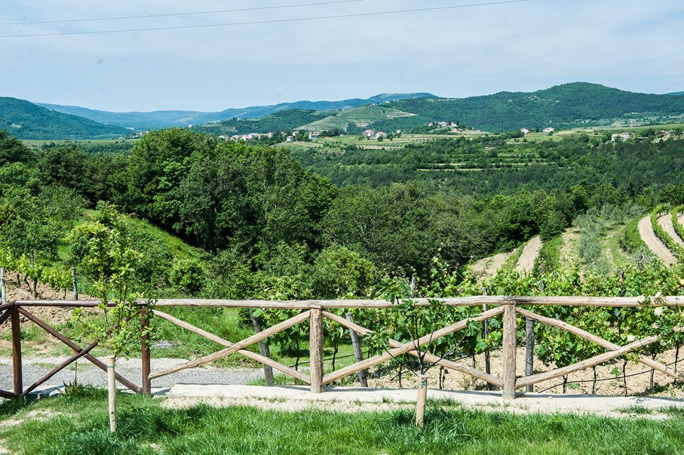 Truffière sur le terrain