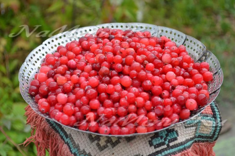 Lavez les baies, triez-les et envoyez-les au congélateur pendant plusieurs jours.