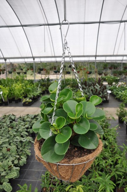 Peperomia dans une serre