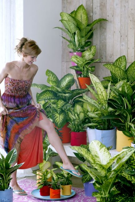 Fille en fleurs de Dieffenbachia
