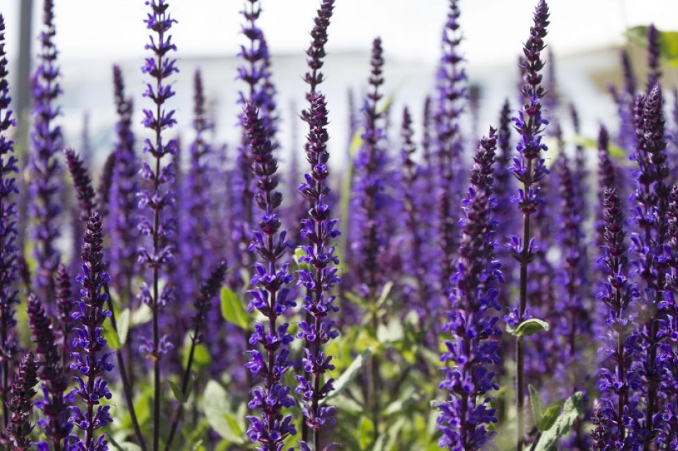 propriétés et contre-indications de la sauge