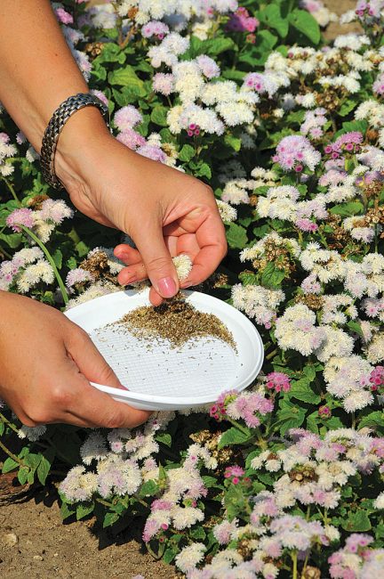 Vous pouvez commencer à récolter des graines à la fin du mois de septembre. À ce moment-là, les graines sont déjà complètement mûres.