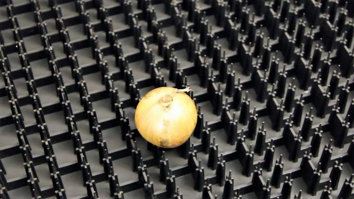 Forcer les bulbes sur une plume dans des boîtes spéciales.