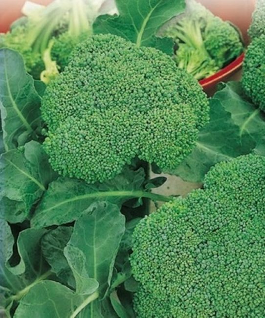 variété de gnome de brocoli de chou