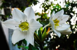 Eucharis à la maison: description, types, culture et soins (70 Photos & Vidéos) + Avis