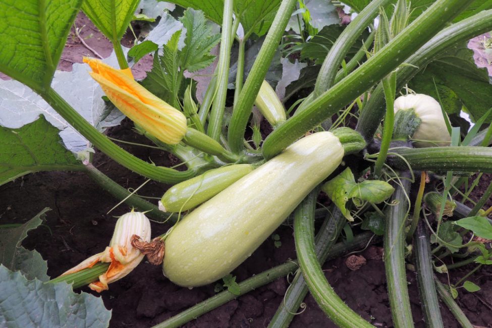 Variété de courgettes Iskander