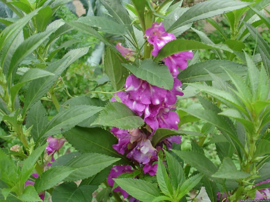  Camellia, un hybride de baume de jardin