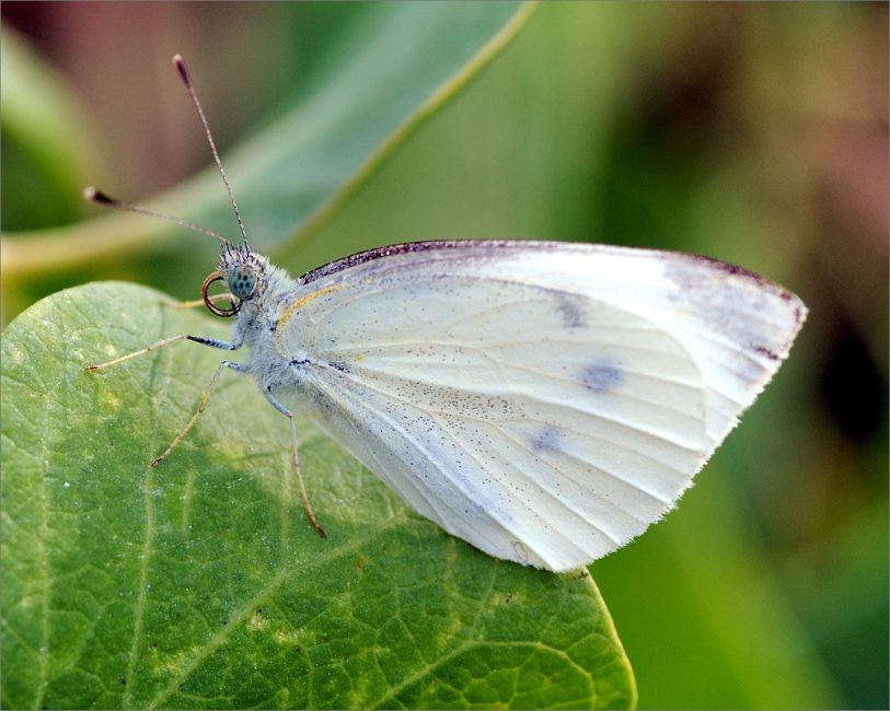 Les papillons blancs causent de grands dégâts à toutes les plantes de la famille des choux