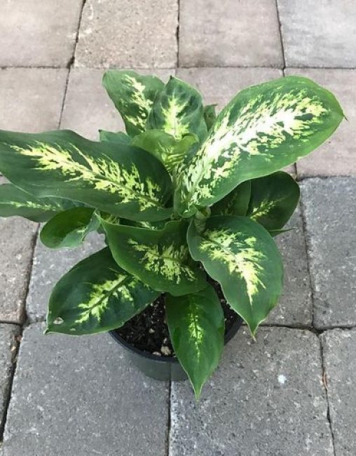 Dieffenbachia acheté au printemps s'adapte plus rapidement aux nouvelles conditions