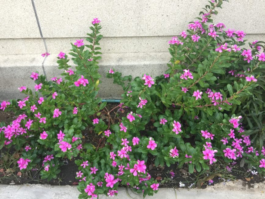 buisson de catharanthus