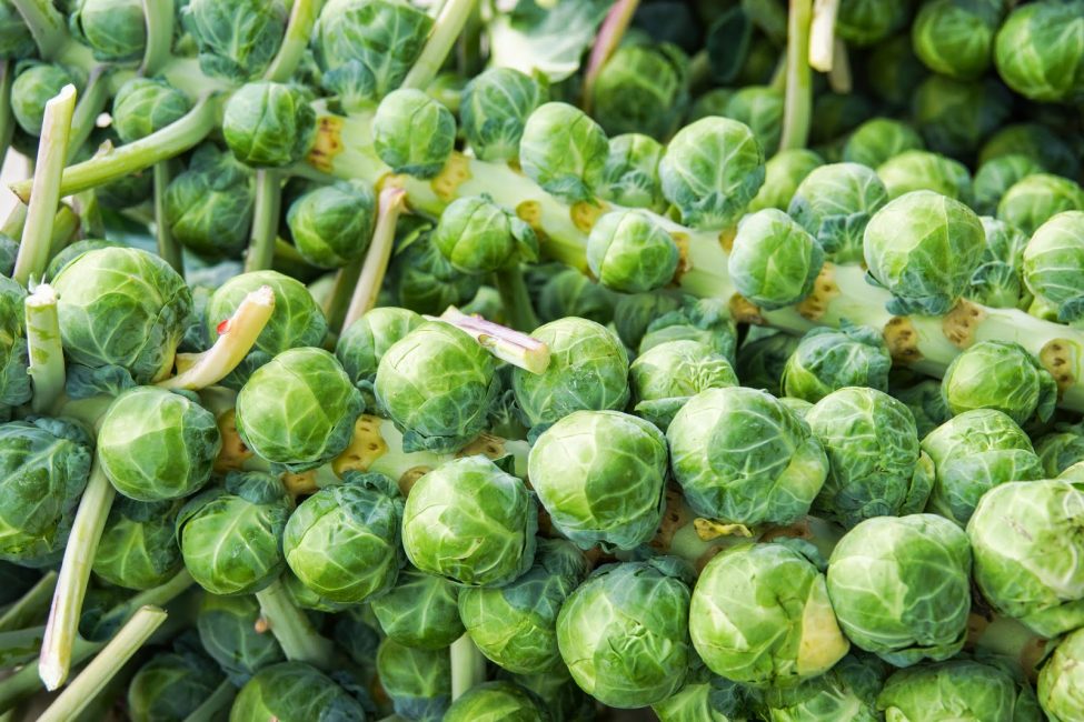 choux de bruxelles hercules