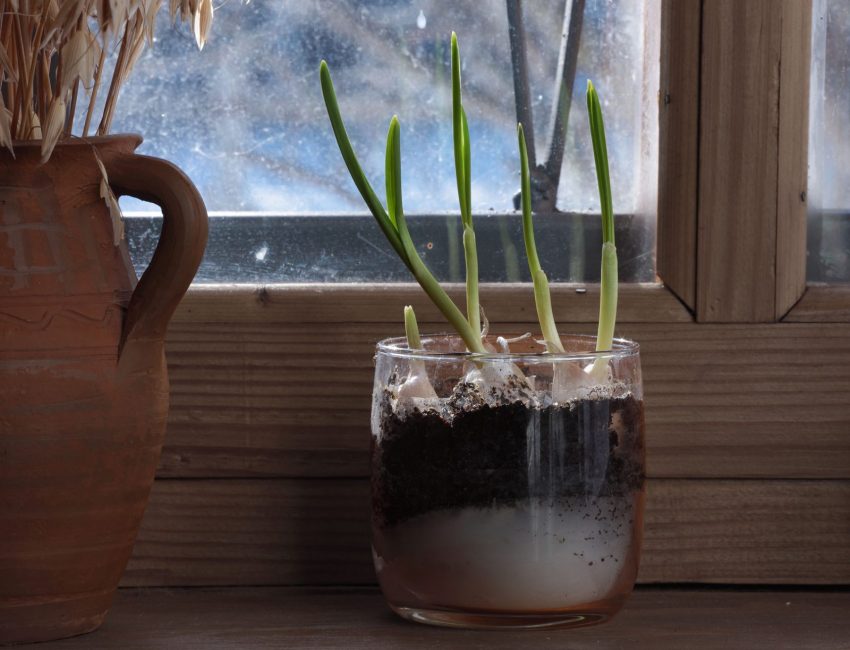 L'ail a donné une flèche : vous pouvez le manger frais ou l'utiliser lors de la préparation des premier et deuxième plats