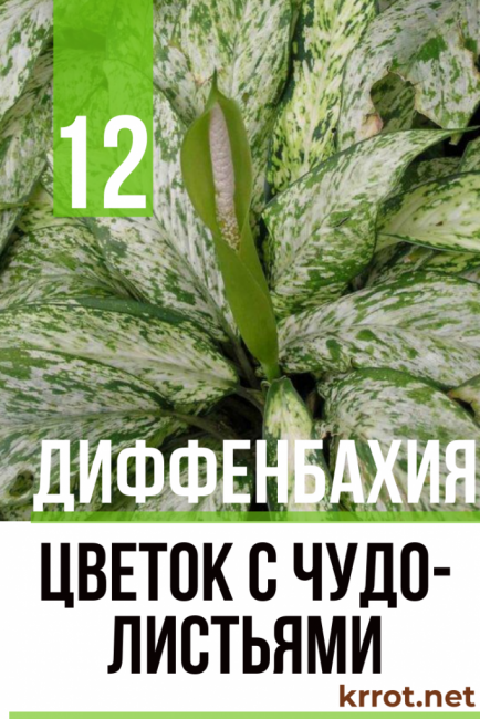 soins à domicile dieffenbachia