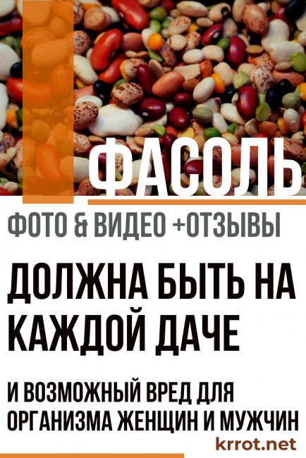 Haricots - À chaque datcha