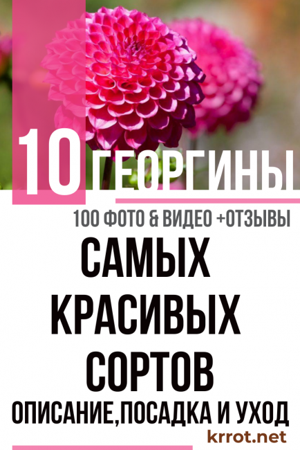 plantation et entretien du dahlia