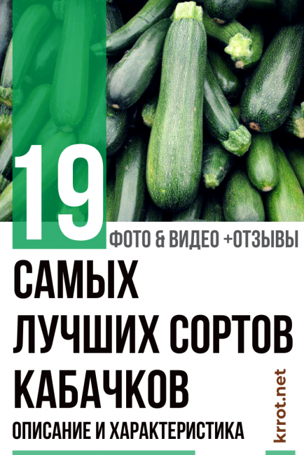 Courgettes - 19 meilleurs