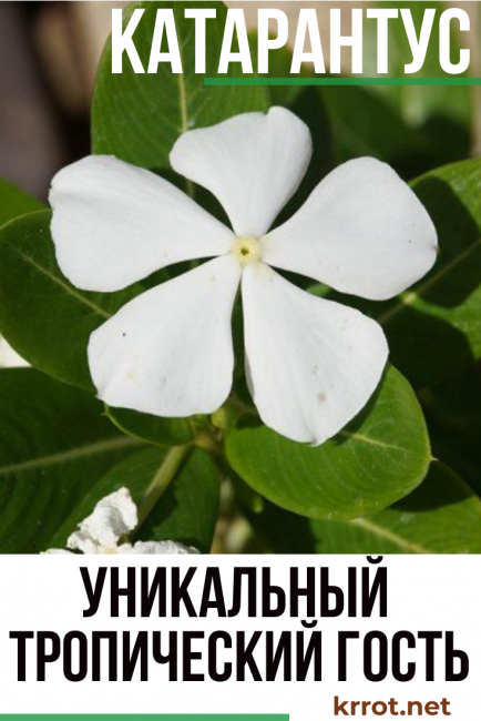 culture et entretien du catharanthus