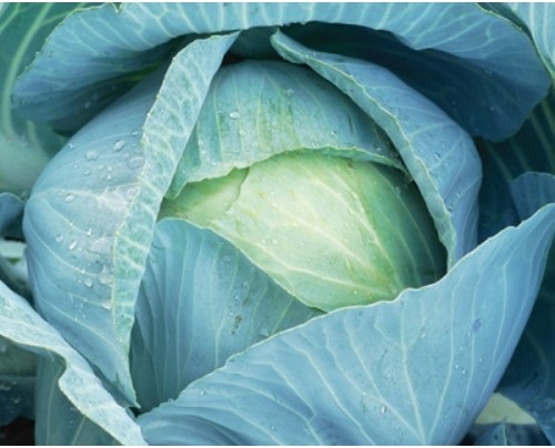 Variété de chou Quilaton F1