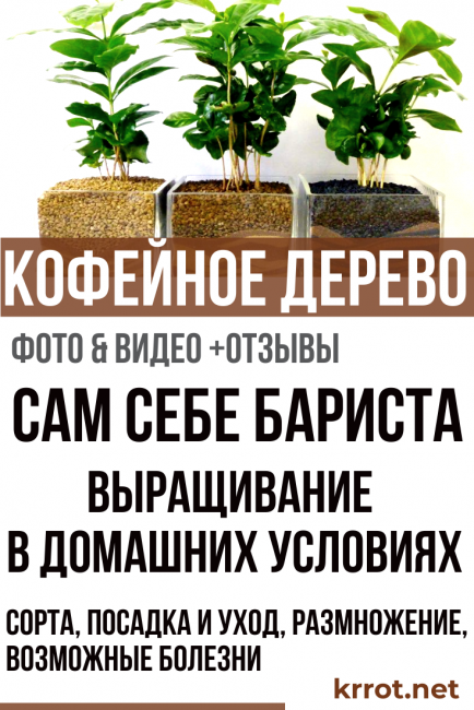 faire pousser du caféier à la maison