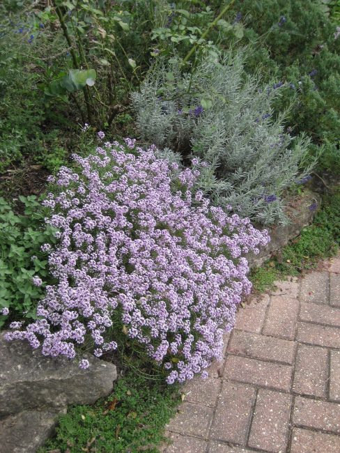 Une floraison luxuriante et longue n'est possible qu'avec une fertilisation rapide. Si le sol est fertile, une fertilisation fréquente peut être évitée.