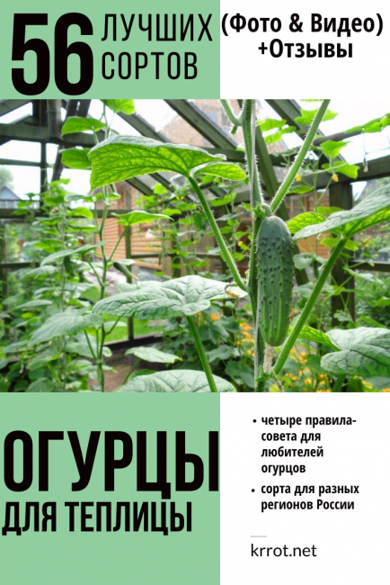 56 Les meilleures variétés de concombres pour une serre: description et photo + Avis (2018)