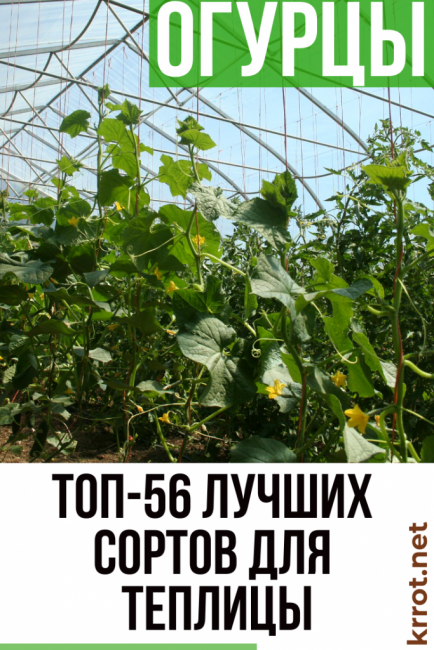 Les meilleures variétés de concombres pour la serre