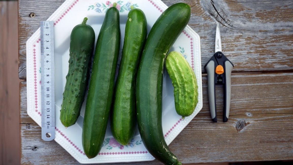 différents types de concombres sur une assiette