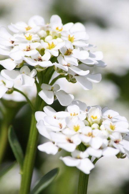 Pour la propagation de l'alyssum par boutures, des pousses saines doivent être choisies et les tiges florales doivent être complètement supprimées.