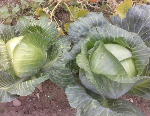 Variété de chou d'hivernage