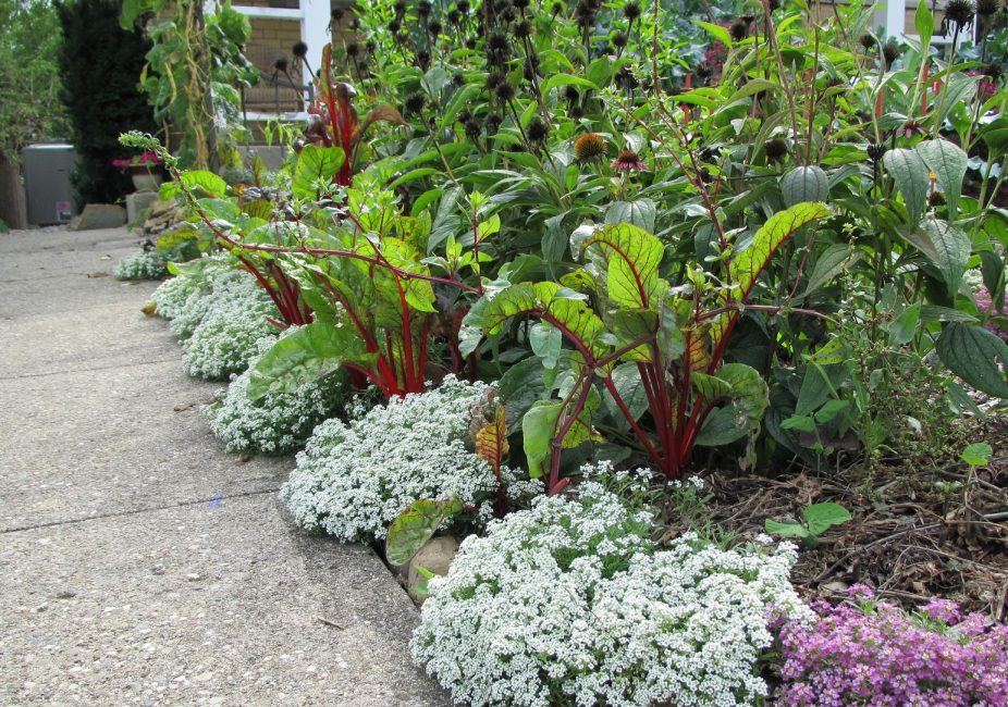 Utilisé en décoration de bordure, pour décorer les balcons et les loggias, planté sur les parterres de fleurs et les collines rocheuses