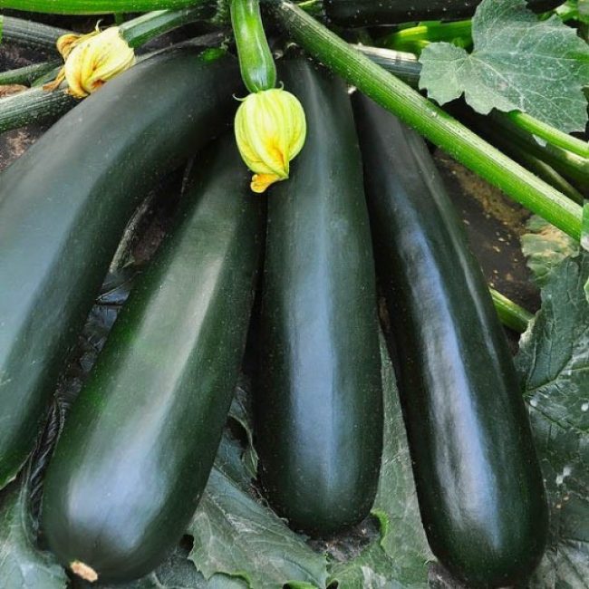 Variété de courgettes Aeronaut