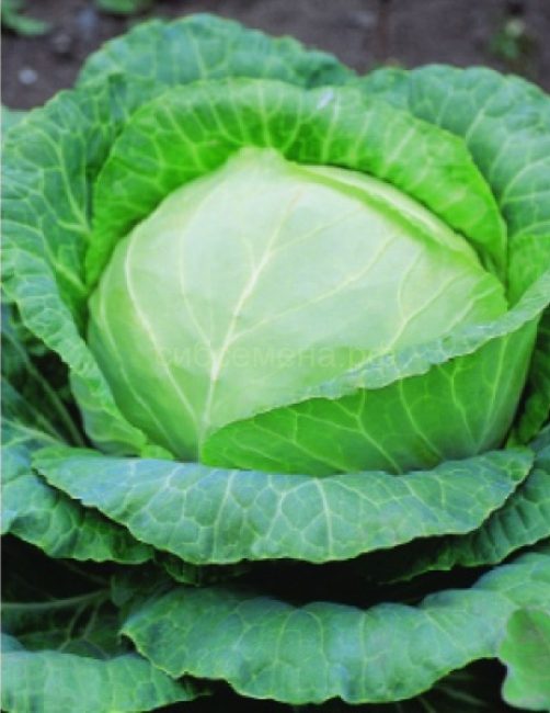 Variété de chou tardif de Moscou