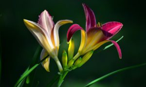 Hémérocalles: description, classification des variétés, culture, soin et reproduction (Photo & Vidéo) + Avis