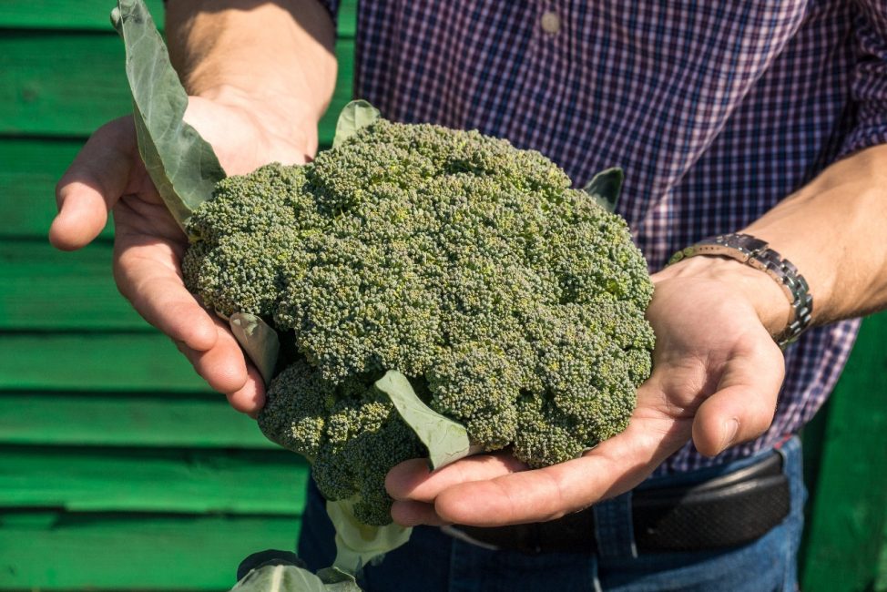 chou brocoli marathon f1