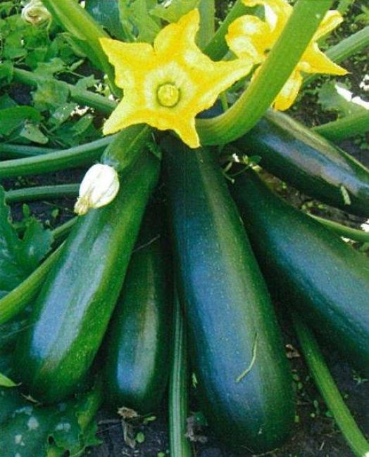 Courgette variété Diamant