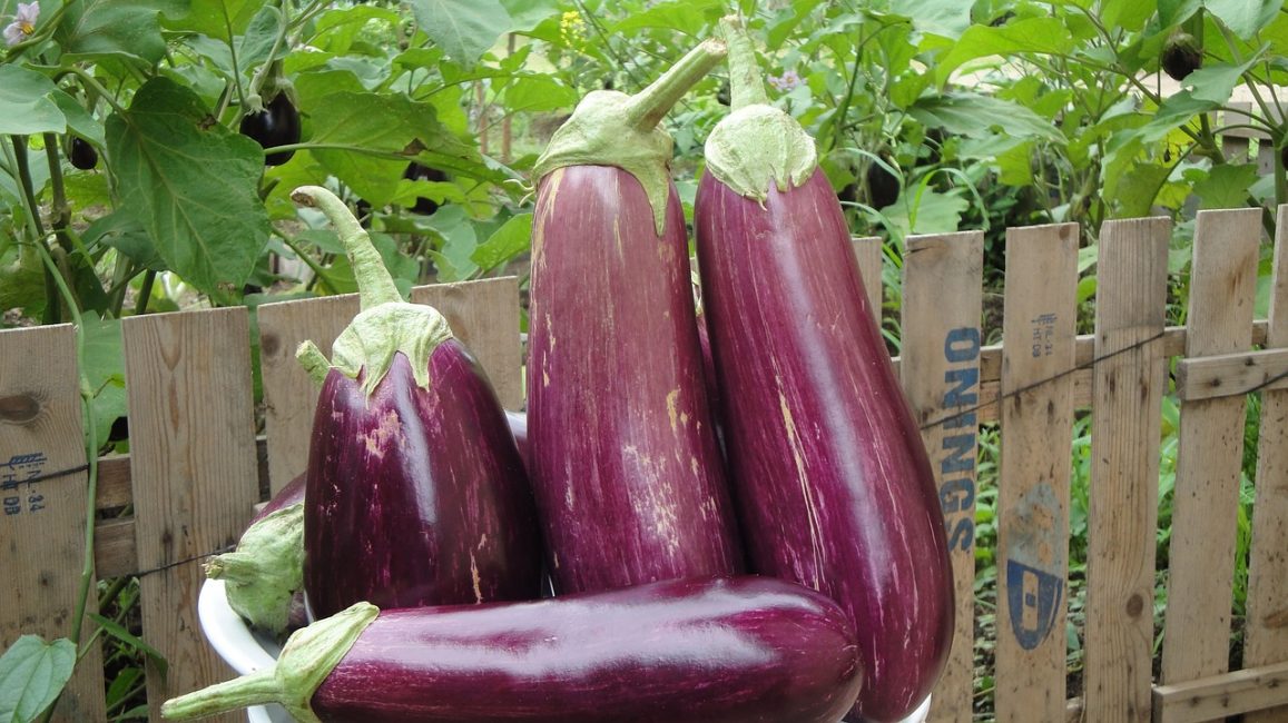 aubergine