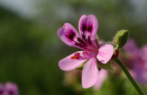 Géranium: description, types, soins à domicile, culture, reproduction, taille et autres informations utiles (50+ Photos & Vidéos) + Avis