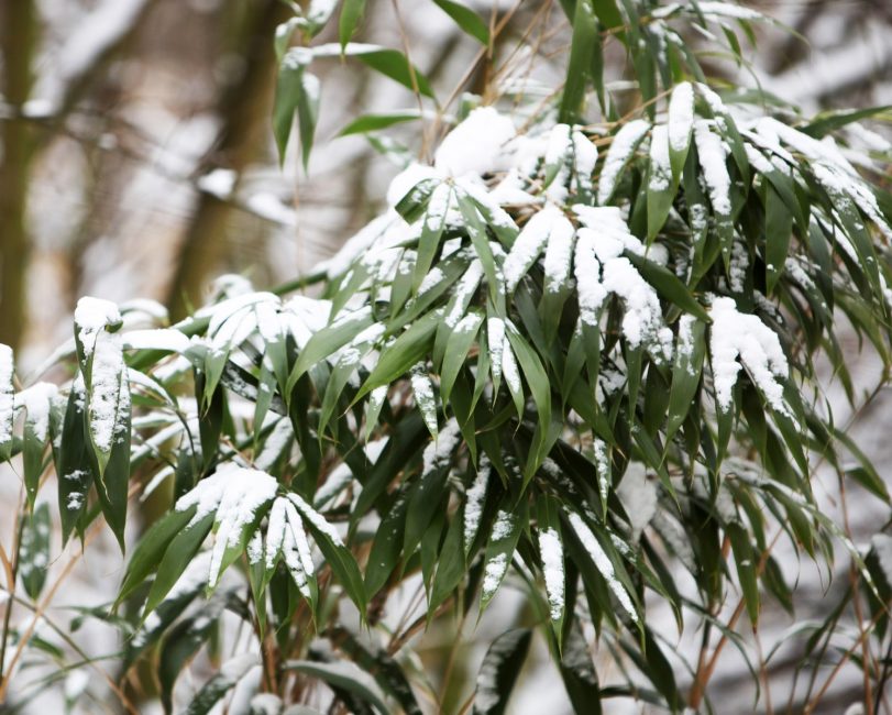 bambou hiver