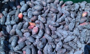 Chèvrefeuille: description de 19 variétés populaires, leur diversité et leurs caractéristiques, comment distinguer les fruits vénéneux (35 Photos & Vidéos) + Avis