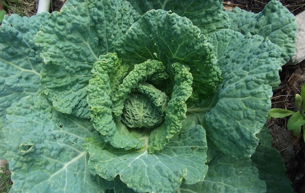 Chou de Milan Petrovna