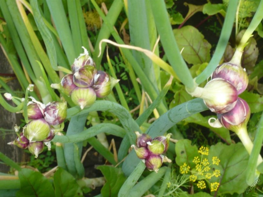 Arc à plusieurs niveaux ou égyptien