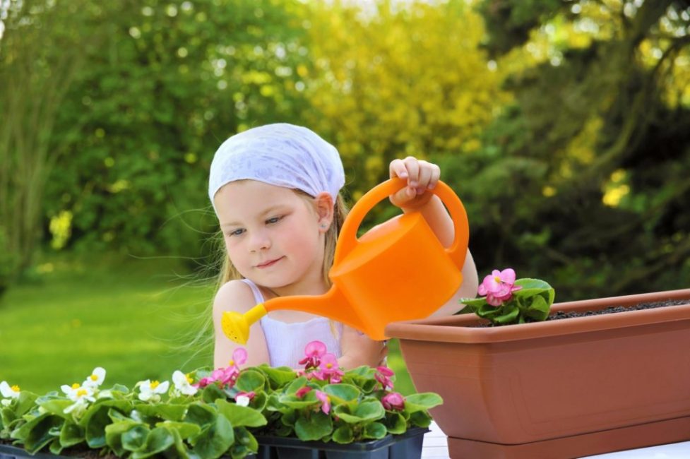 L'arrosage doit être régulier