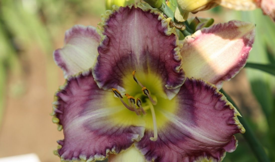 Variété d'hémérocalles All Hooked Up